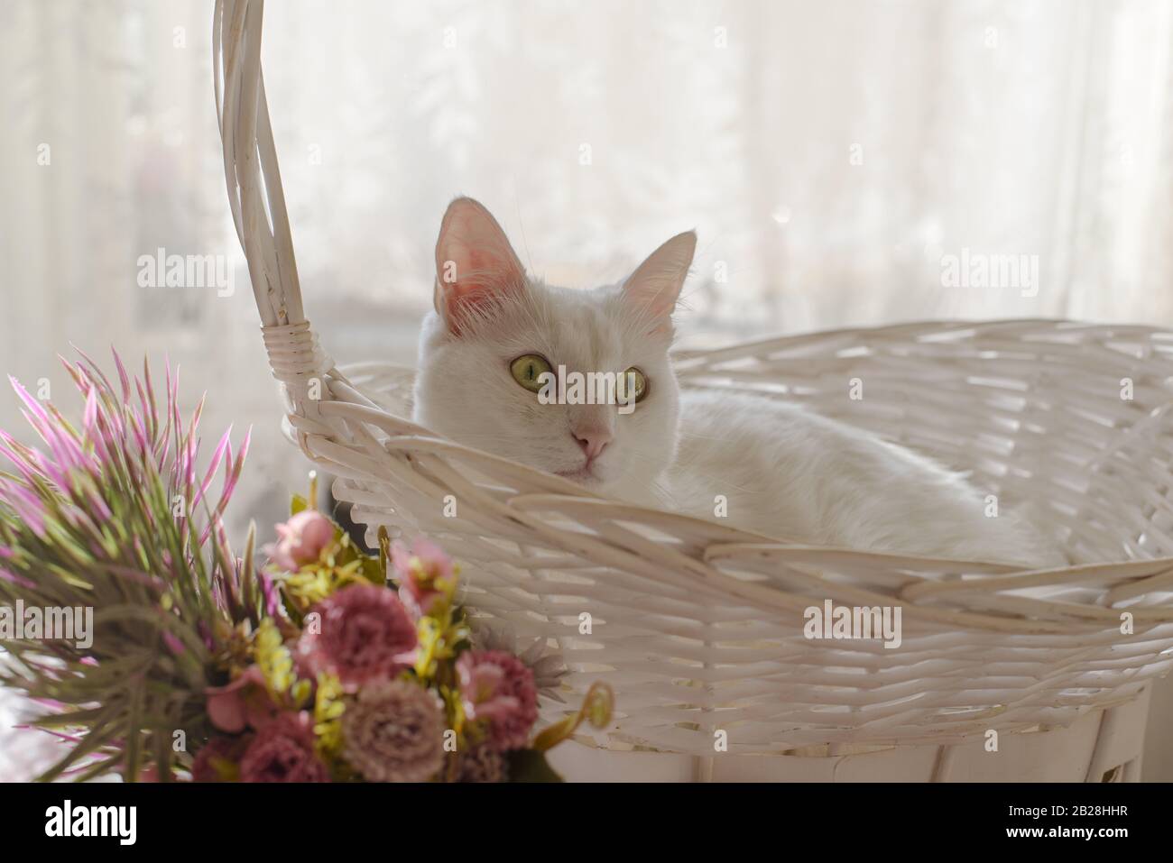 Schöne weiße Katze in weißen Weidenkorb mit weichem Licht und Blumen Hintergrund. Niedliches weißes Kätzchen. Stockfoto