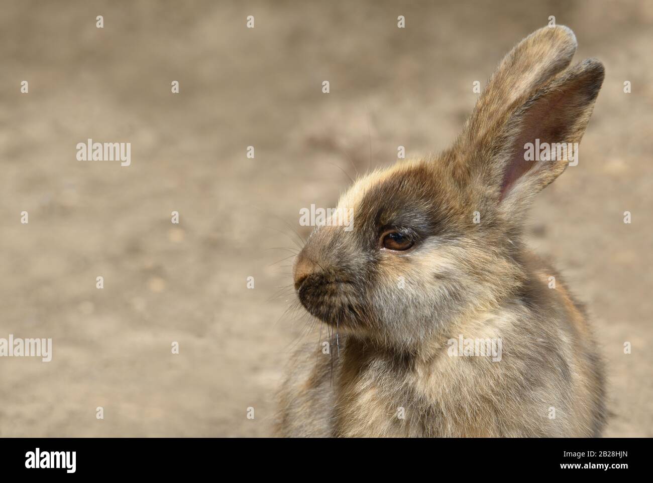 Niedliche kleine flauschige Hase Whit schöne braune Augen auf ländlichen Boden Schmutz, Porträt. Bild eines Kaninchens mit Kopierraum. Stockfoto