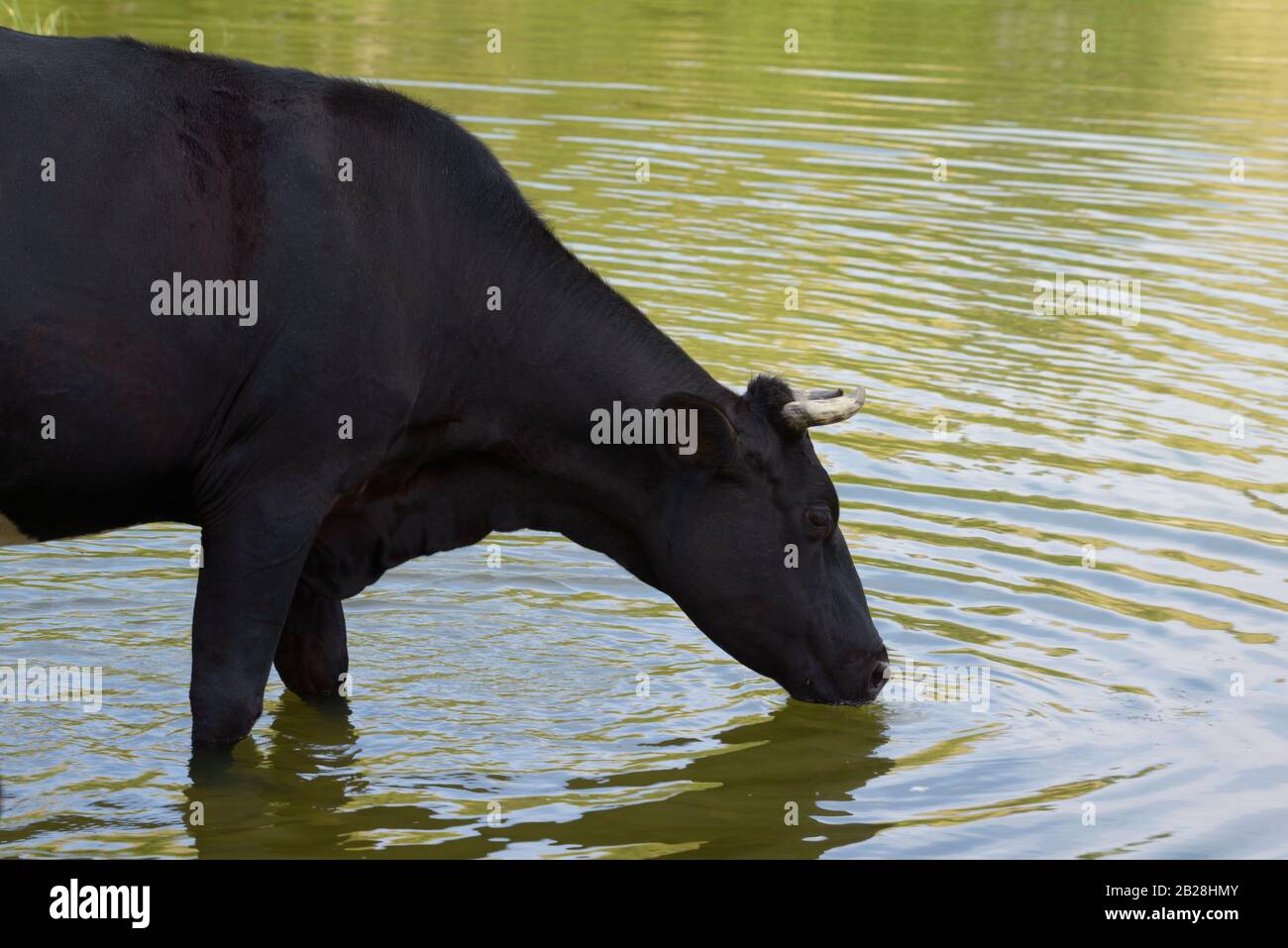 Schwarze Bauernhof Kuh Trinkwasser aus dem See. Stockfoto