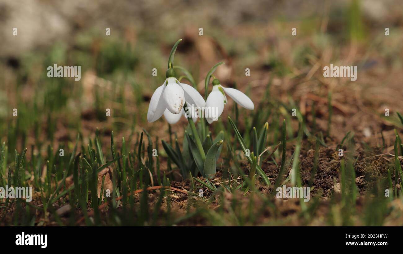 Nahaufnahme der Schneeflümchen zu Frühlingsbeginn Stockfoto
