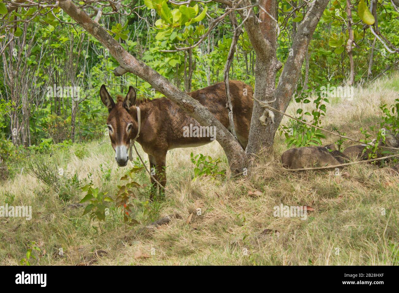 Esel Tier Stier Tier eine Mittagspause unter dem Schatten eines Cashewnuss Baum in der Mitte des Sommers Stockfoto