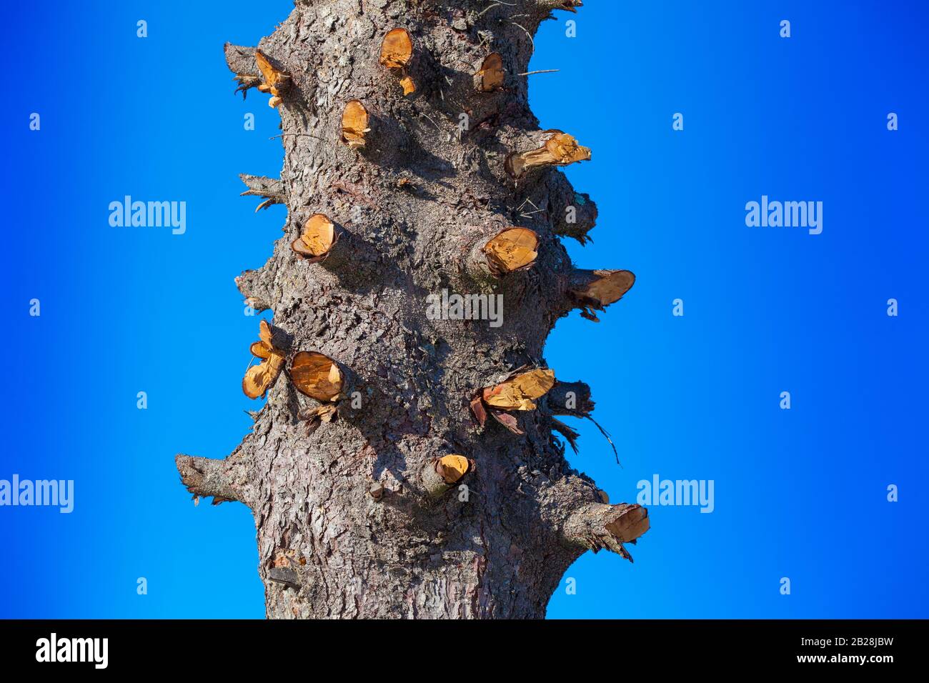 Baum mit geschnittenen Ästen am blauen Himmel. Entwaldungskonzept Stockfoto