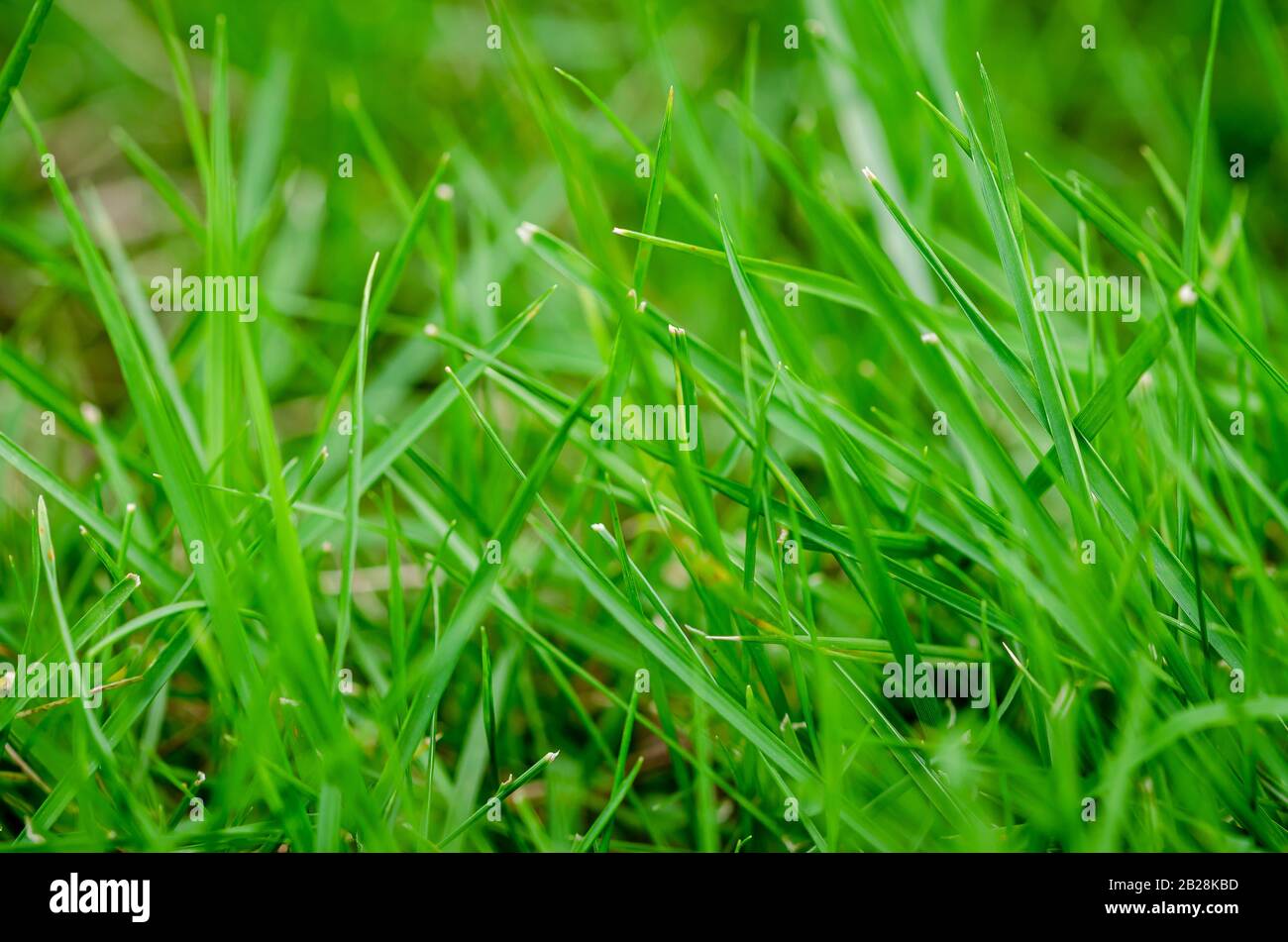 Nahaufnahme von Grassträngen auf einem Feld. Grüner Hintergrund. Stockfoto