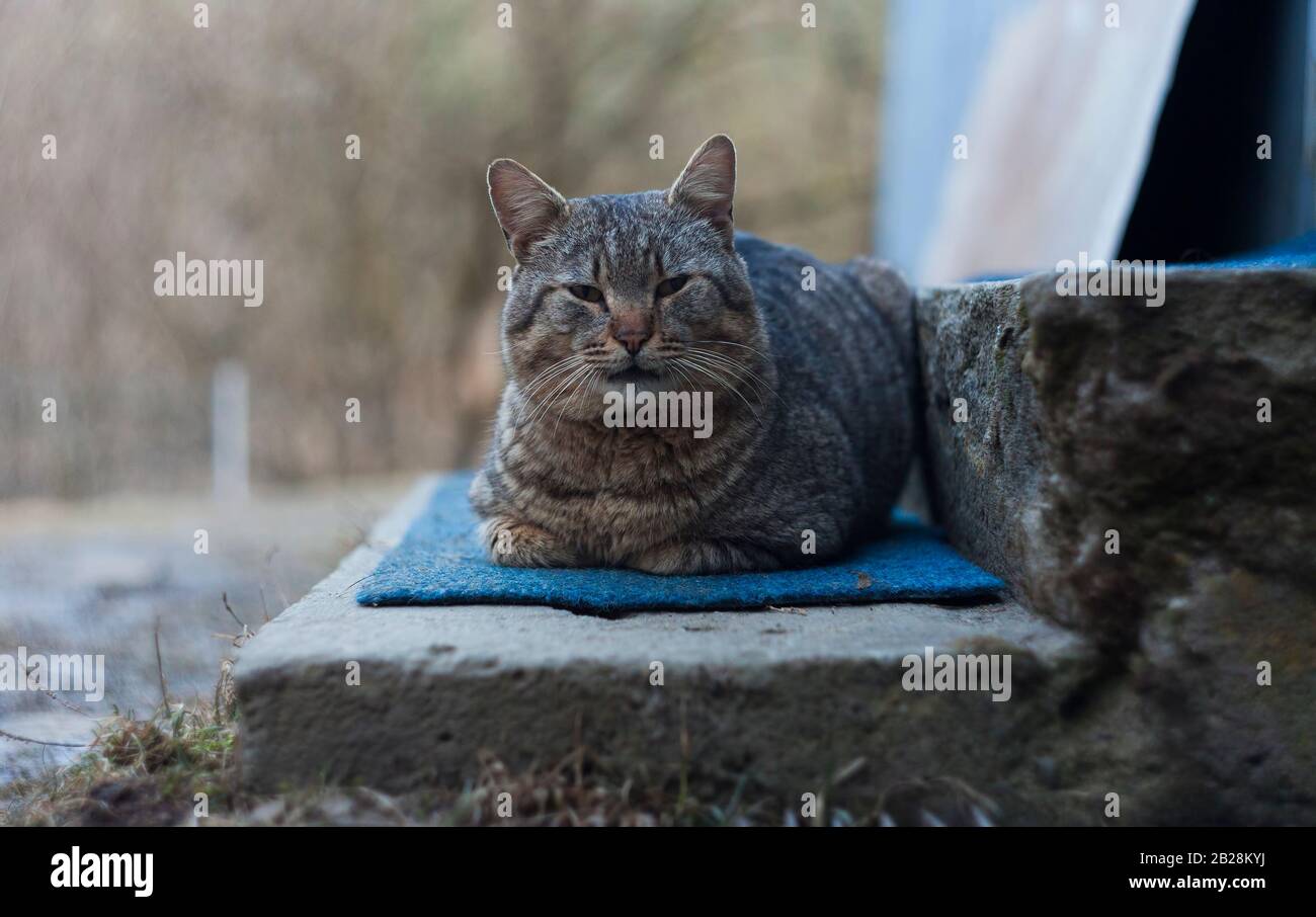 Katze, die draußen auf einem Teppich schläft Stockfoto