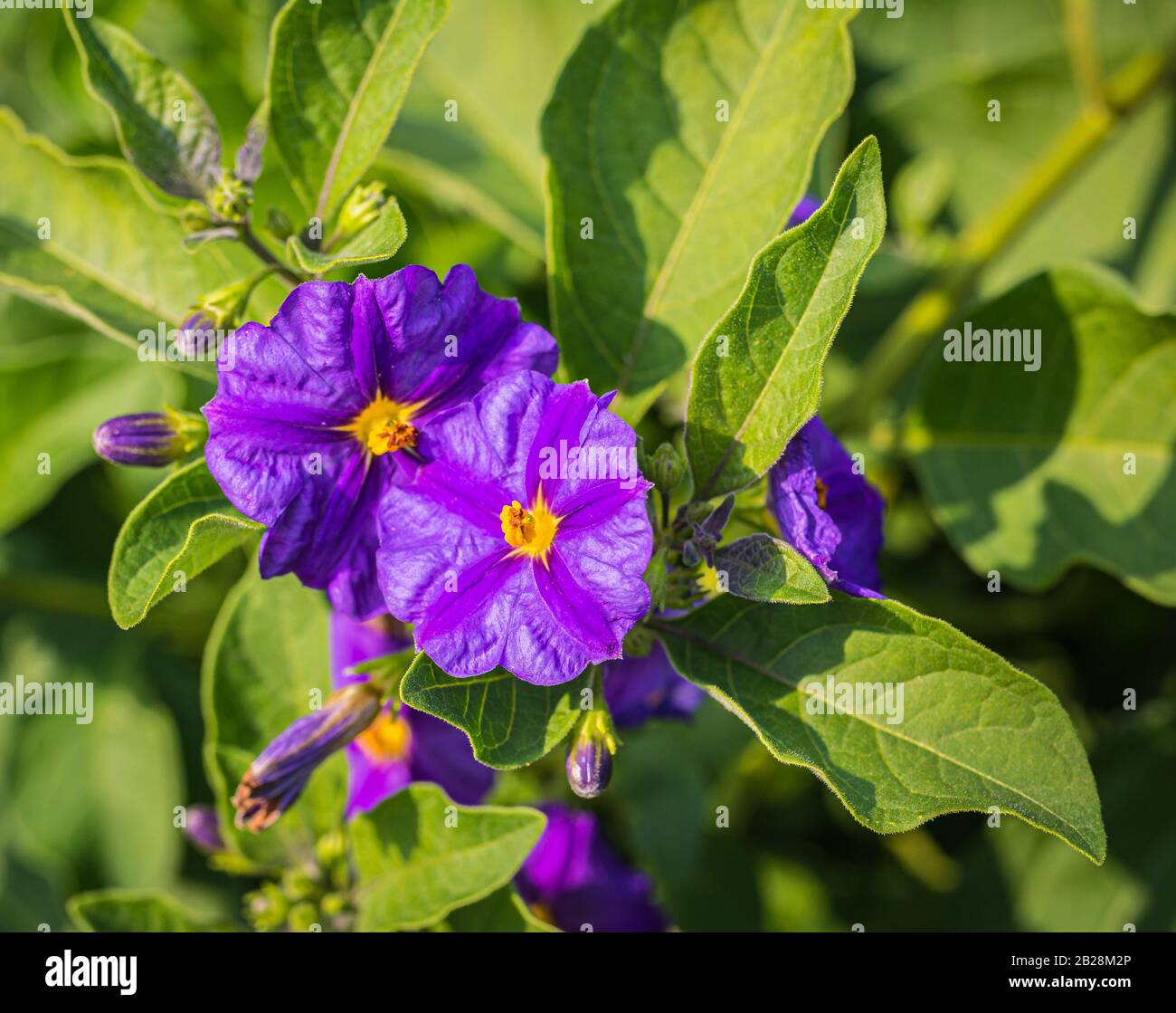 Lycianthes randonnetii nahe der Blumen. Lila solanum Blume im Frühling Stockfoto