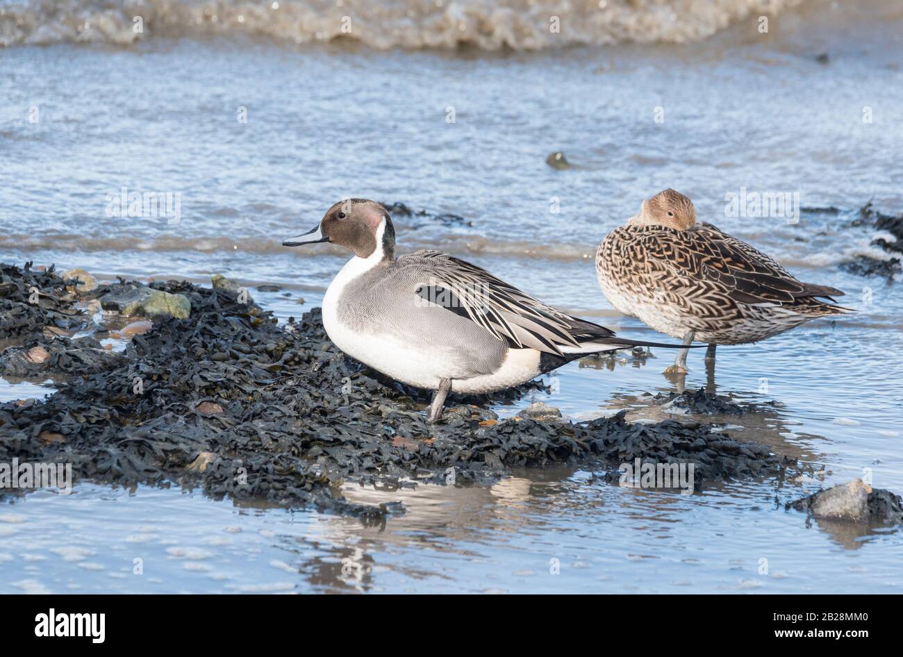 Stehende Pintail-Enten (Anas acuta) Stockfoto