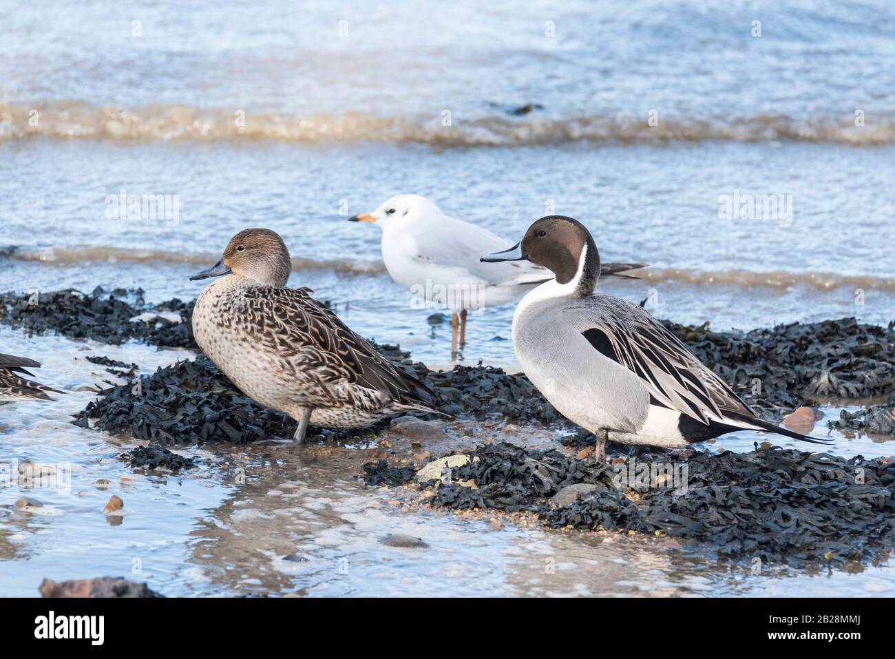 Stehende Pintail-Enten (Anas acuta) Stockfoto