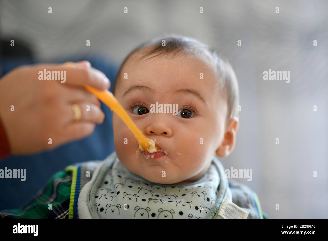 Kleinkind, 6 Monate multiethisch, gefüttert mit Haferbrei, Porträt, Baden-Württemberg, Deutschland Stockfoto