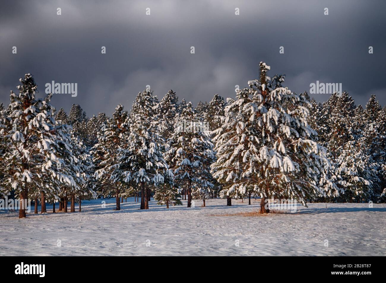 Die Winterszene von Schnee flockte unter einer Nebeldecke mit blauem Himmel Fellbäume Stockfoto