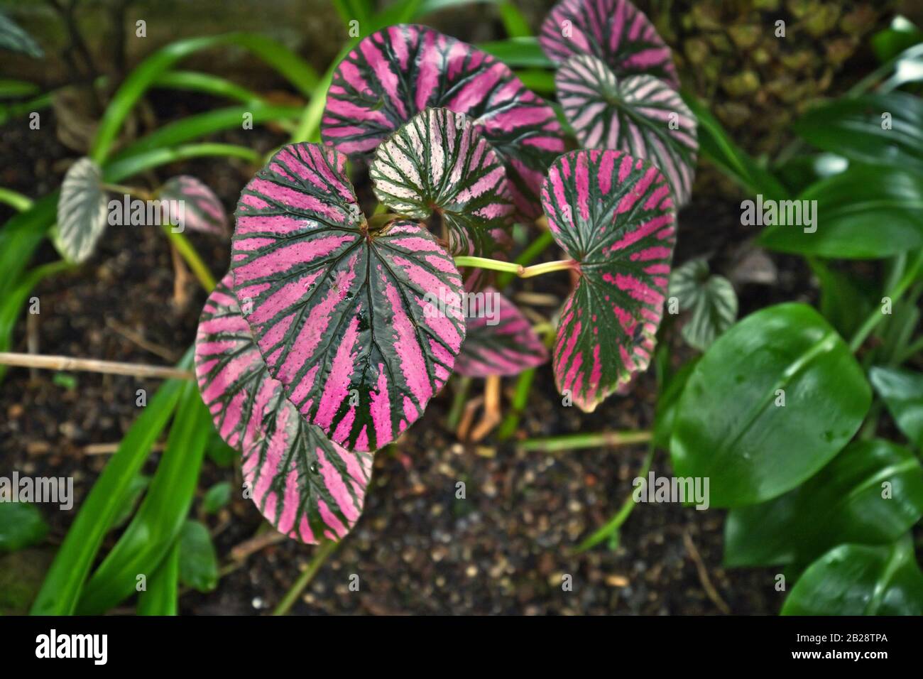 Tropische "Begonia Brevirimosa"-Pflanze mit rosafarbener Variegation, die  natrlich und grne Streifen vorkommt Stockfotografie - Alamy
