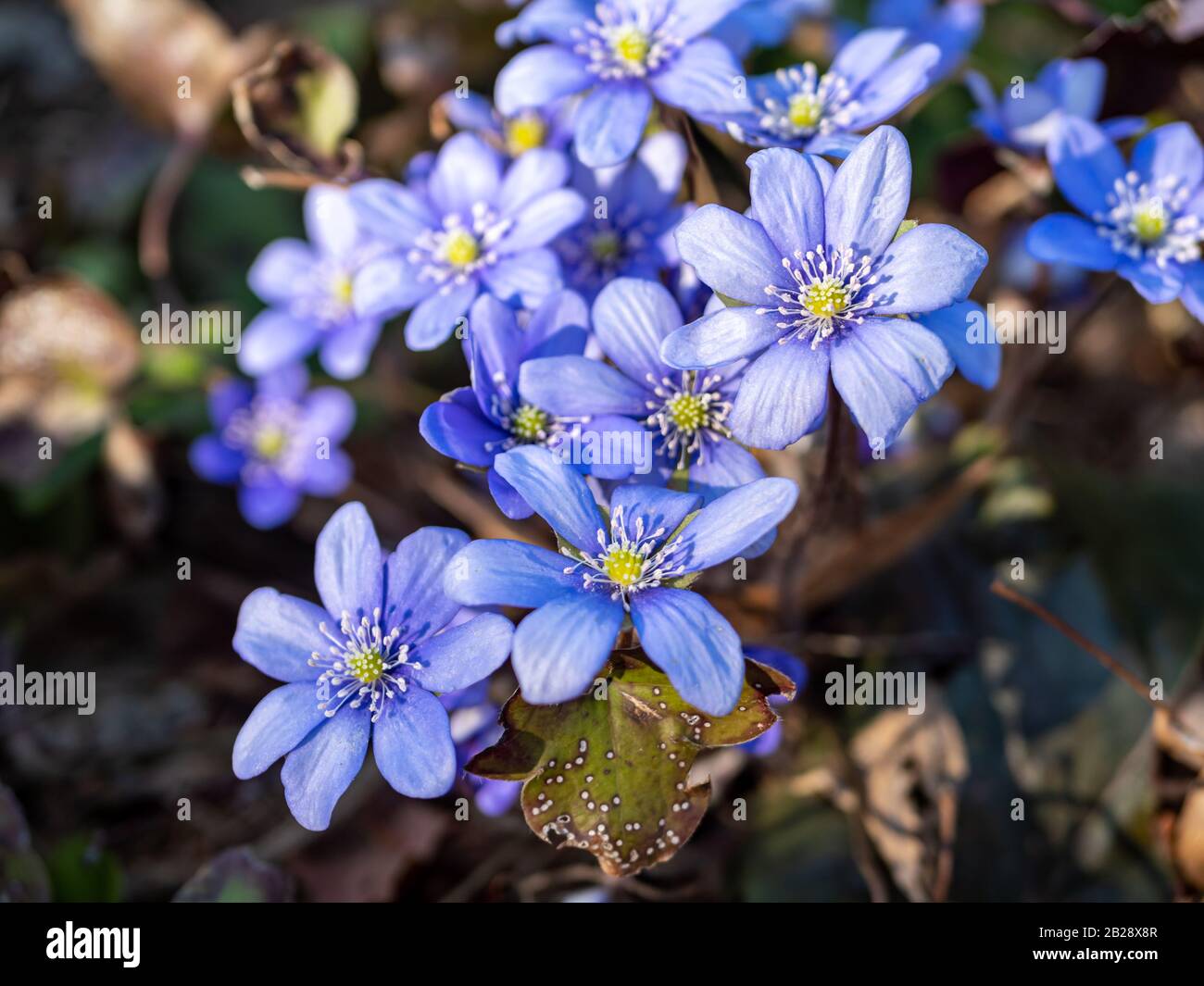 Liverwort liverwort in der Frühlingsblüte Stockfoto