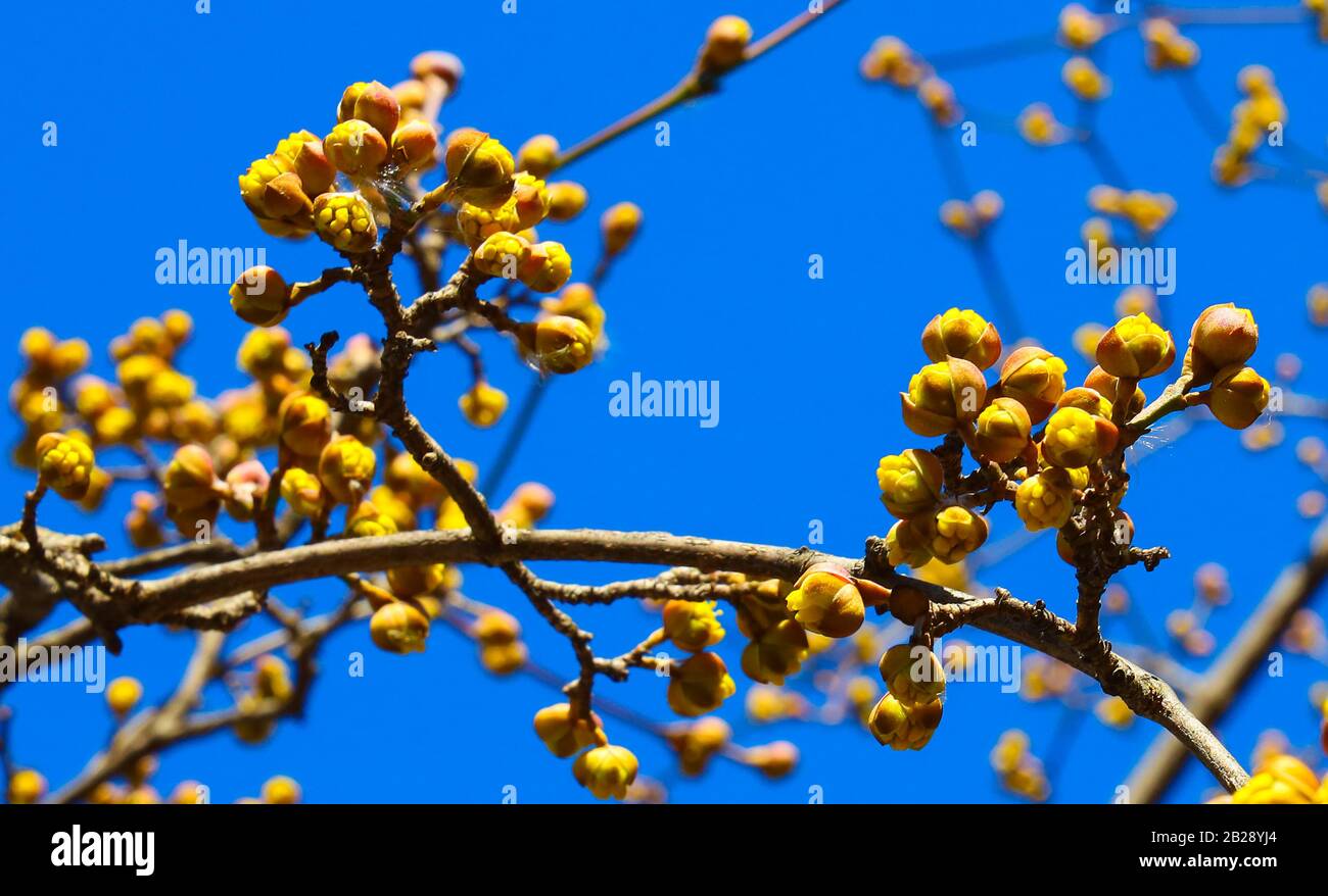 Kaffeetasse mit Kaffee-Vektor-Bild, Dekor für Café, heißer Kaffee, Getränk, Mischung, Brauerei-Ikone Stockfoto