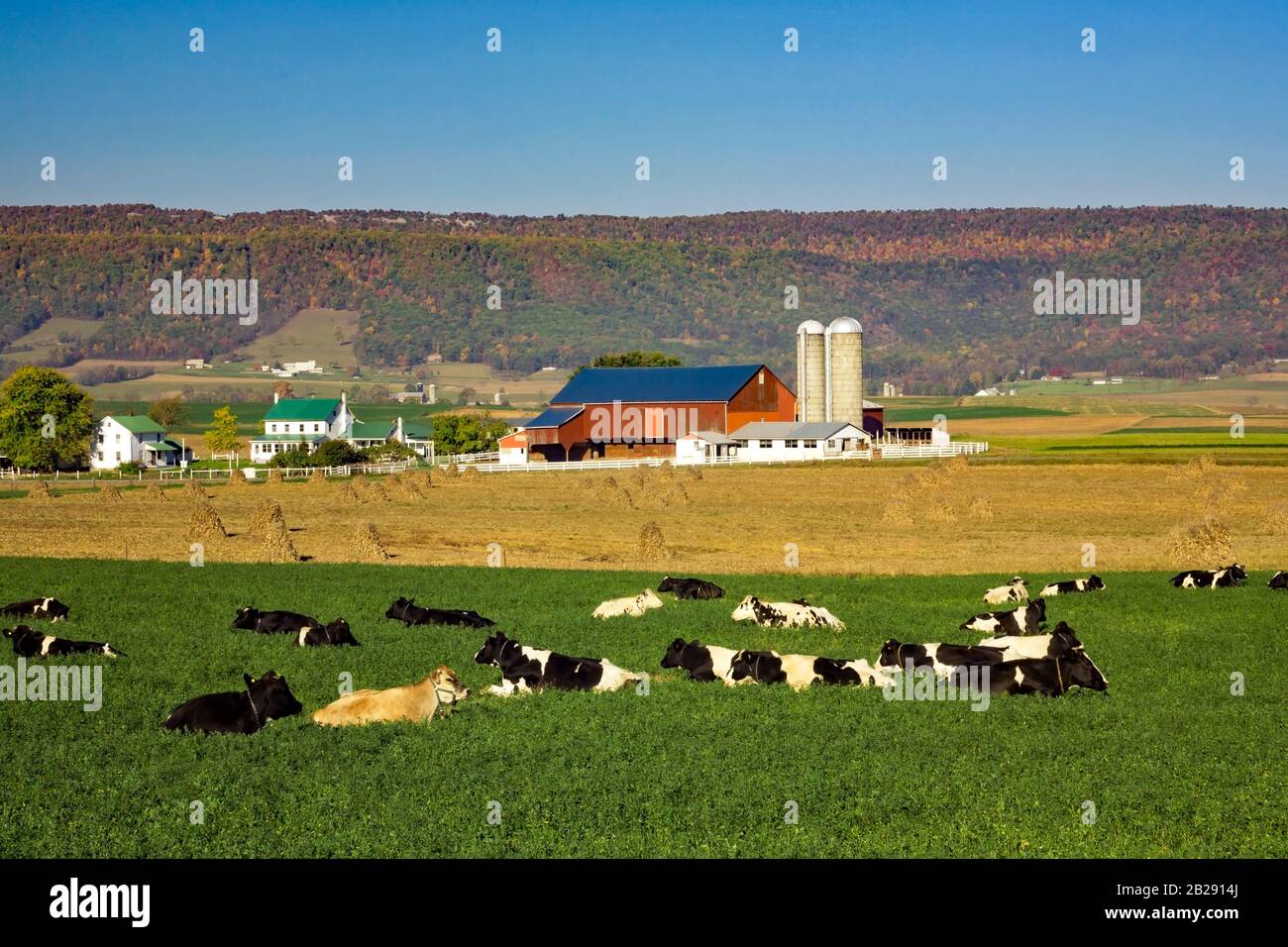 Holstein-Rind auf einer Milchfarm in der Amish beeinflussten Siedlung Kishacoquillas Valley, Mifflin County, Pennsylvania Stockfoto