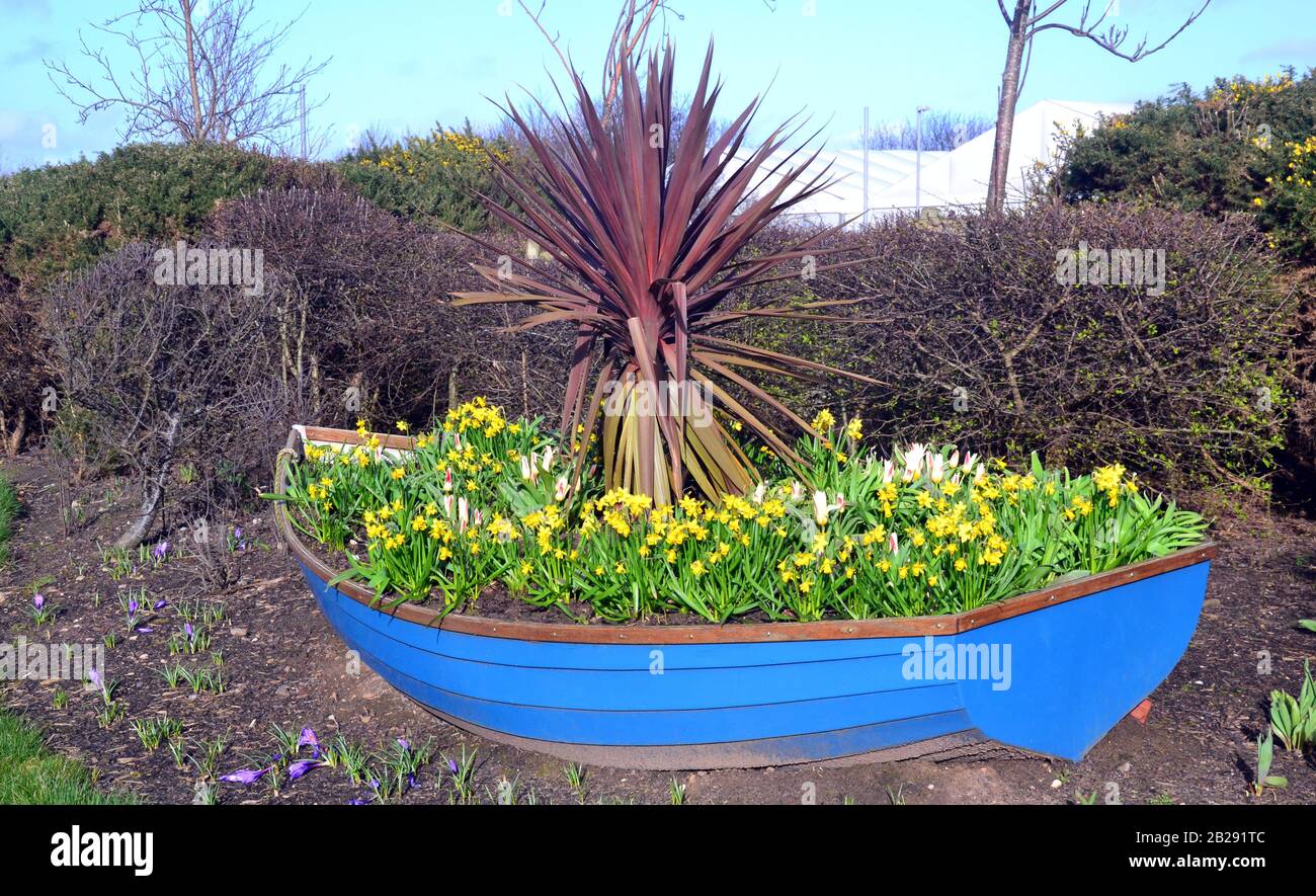 Ein mit Narbenblumen gefülltes Ruderboot schmückt einen Garten in Lytham St Annes, Lancashire, England. Stockfoto