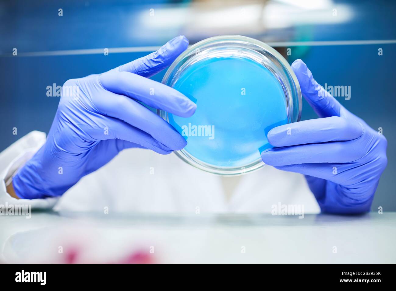 Nahaufnahme eines nicht erkennbaren Wissenschaftlers, der Petrischale hält, während er an der Bioforschung im Labor arbeitet, Kopierraum Stockfoto