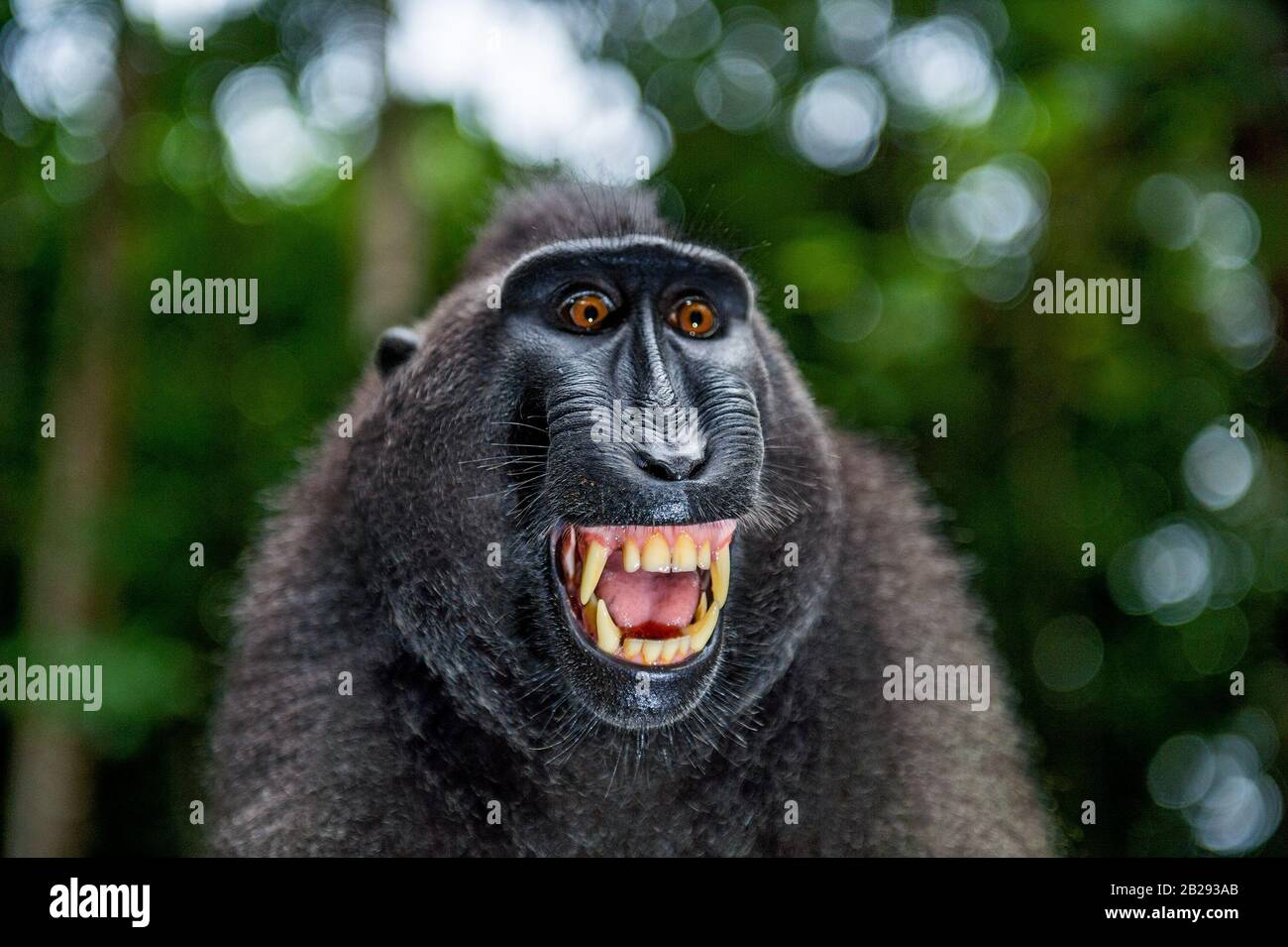 Celebes cremefarbter Makaque mit offenem Mund. Nahaufnahme des Hochformathintergrunds auf dem grünen natürlichen Hintergrund. Cremefarbter schwarzer Makaque, Sulawesi cremed macaque oder schwarz Stockfoto