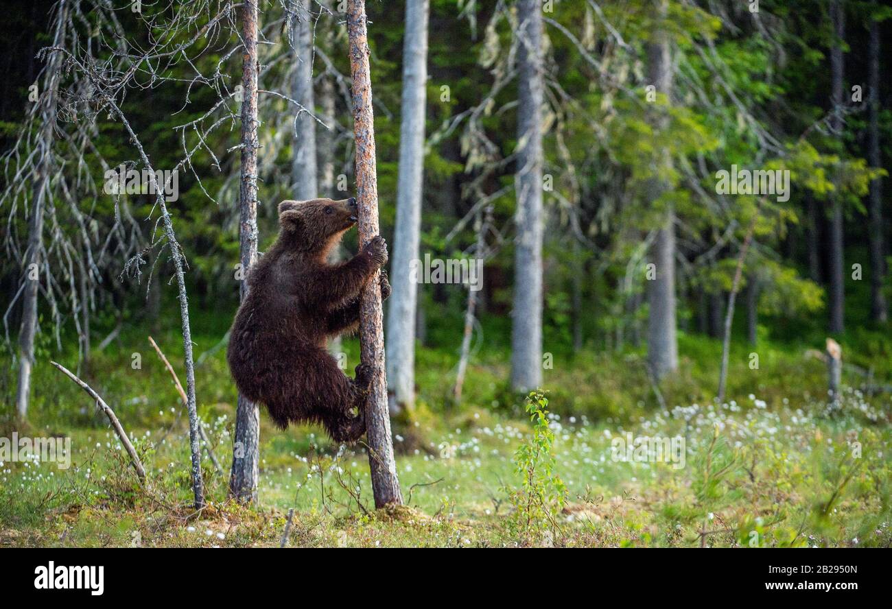 Braune Bärenkuppe an der Kiefer. Grüner natürlicher Hintergrund. Natürlicher Lebensraum. Sommerwald. Wissenschaftlicher Name: Ursus arctos. Stockfoto