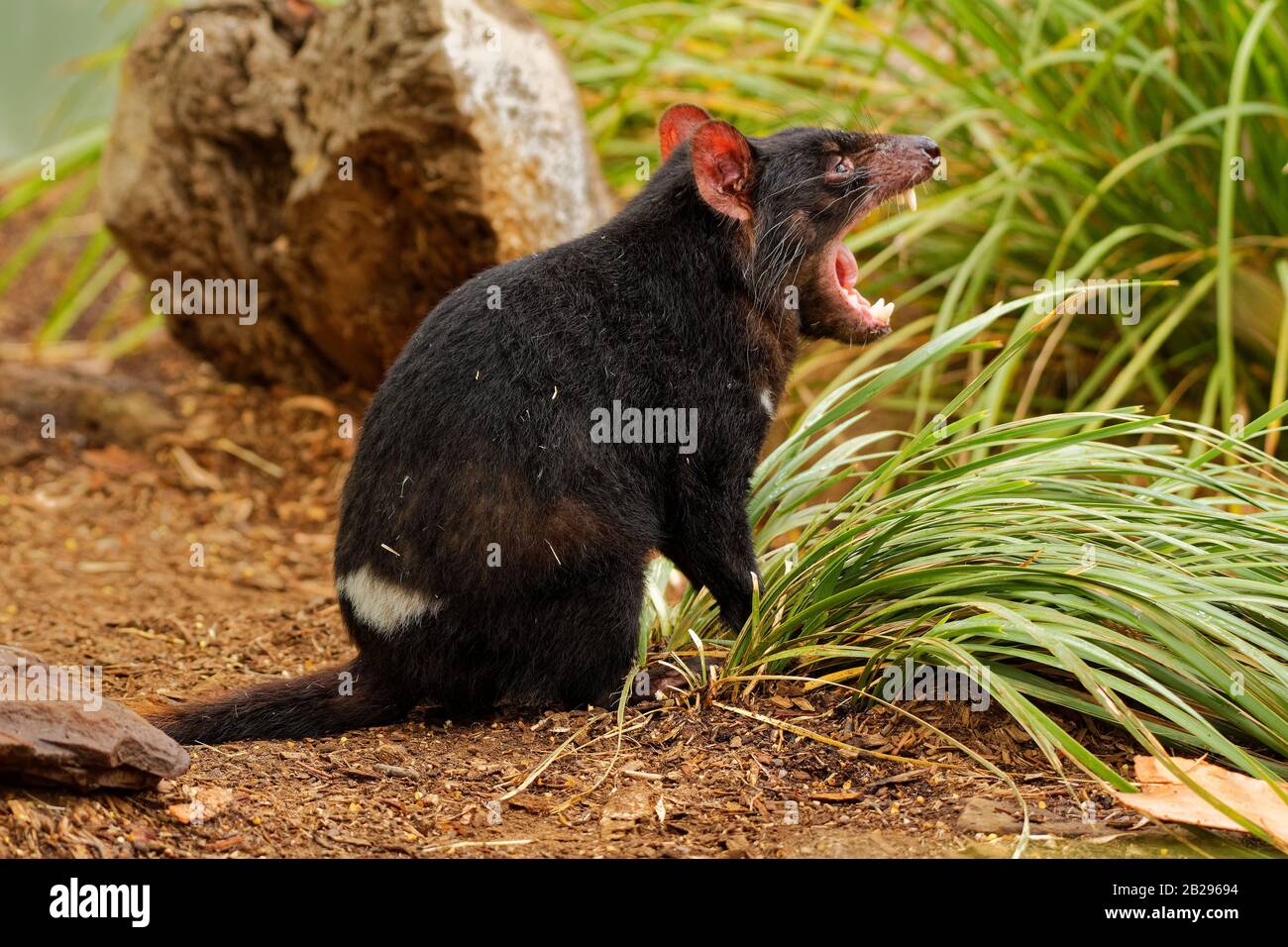 Tasmanischer Teufel - Sarkophilus harrisii fleischfressende Beutelfamilie Dasyuridus, auf dem australischen Festland und Tasmanien heimisch, Größe eines kleinen Hundes, IT bec Stockfoto