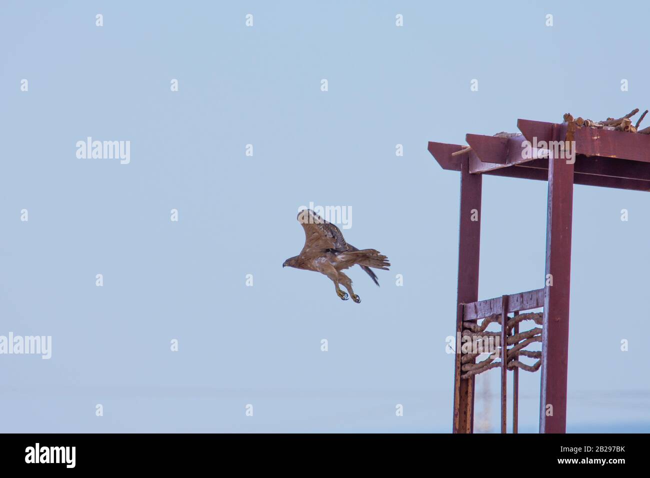 Bonellis Adler (Hieraaetus fasciautus) in sharm El-sheikh, Ägypten Stockfoto