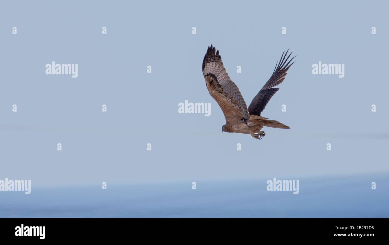 Bonellis Adler (Hieraaetus fasciautus) in sharm El-sheikh, Ägypten Stockfoto