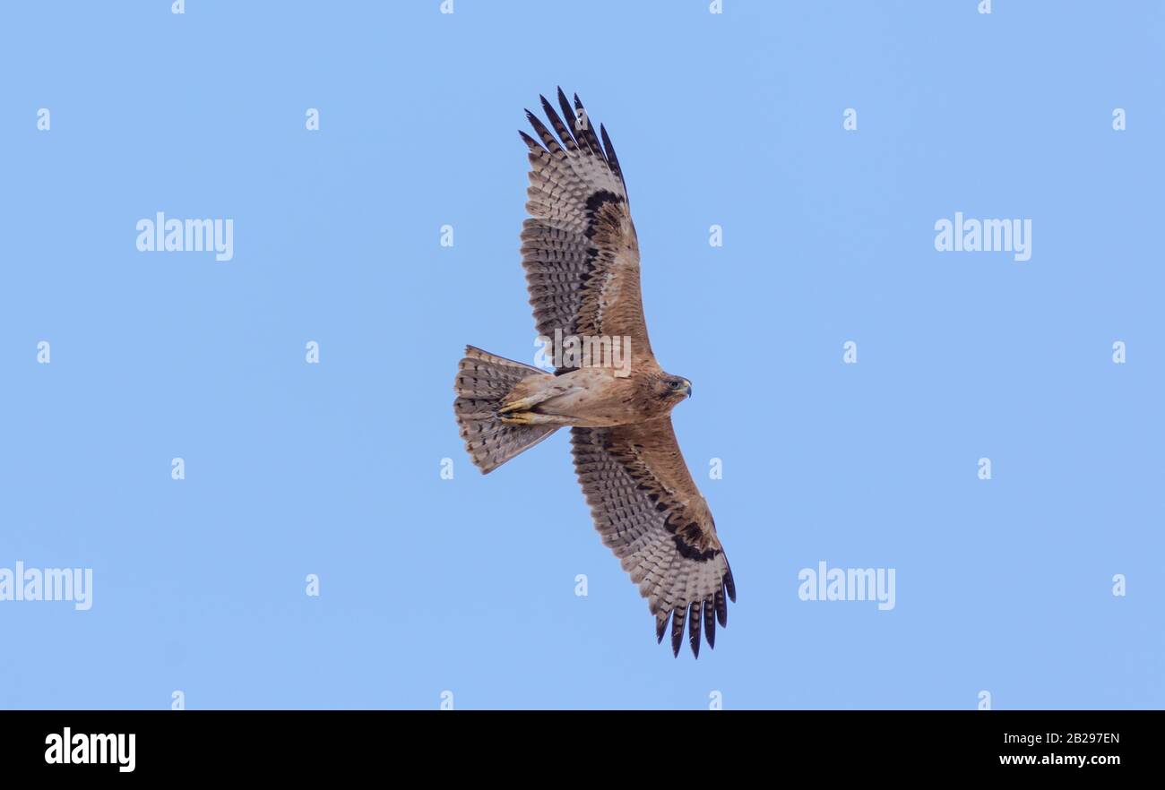 Bonellis Adler (Hieraaetus fasciautus) in sharm El-sheikh, Ägypten Stockfoto