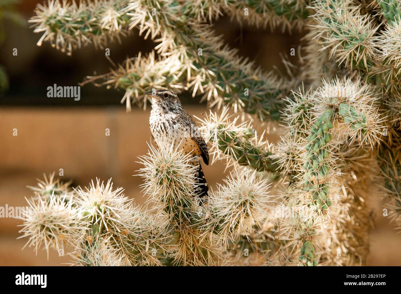 Arizona State Bird, der Kaktus zerreißt, stert und singt in einem Cholla Kaktus an einem sonnigen Tag Stockfoto