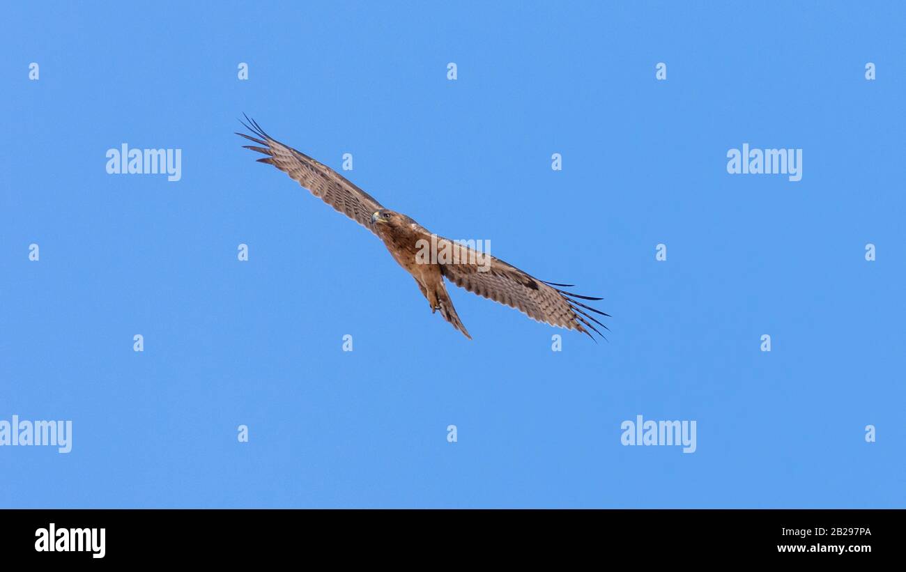 Bonellis Adler (Hieraaetus fasciautus) in sharm El-sheikh, Ägypten Stockfoto
