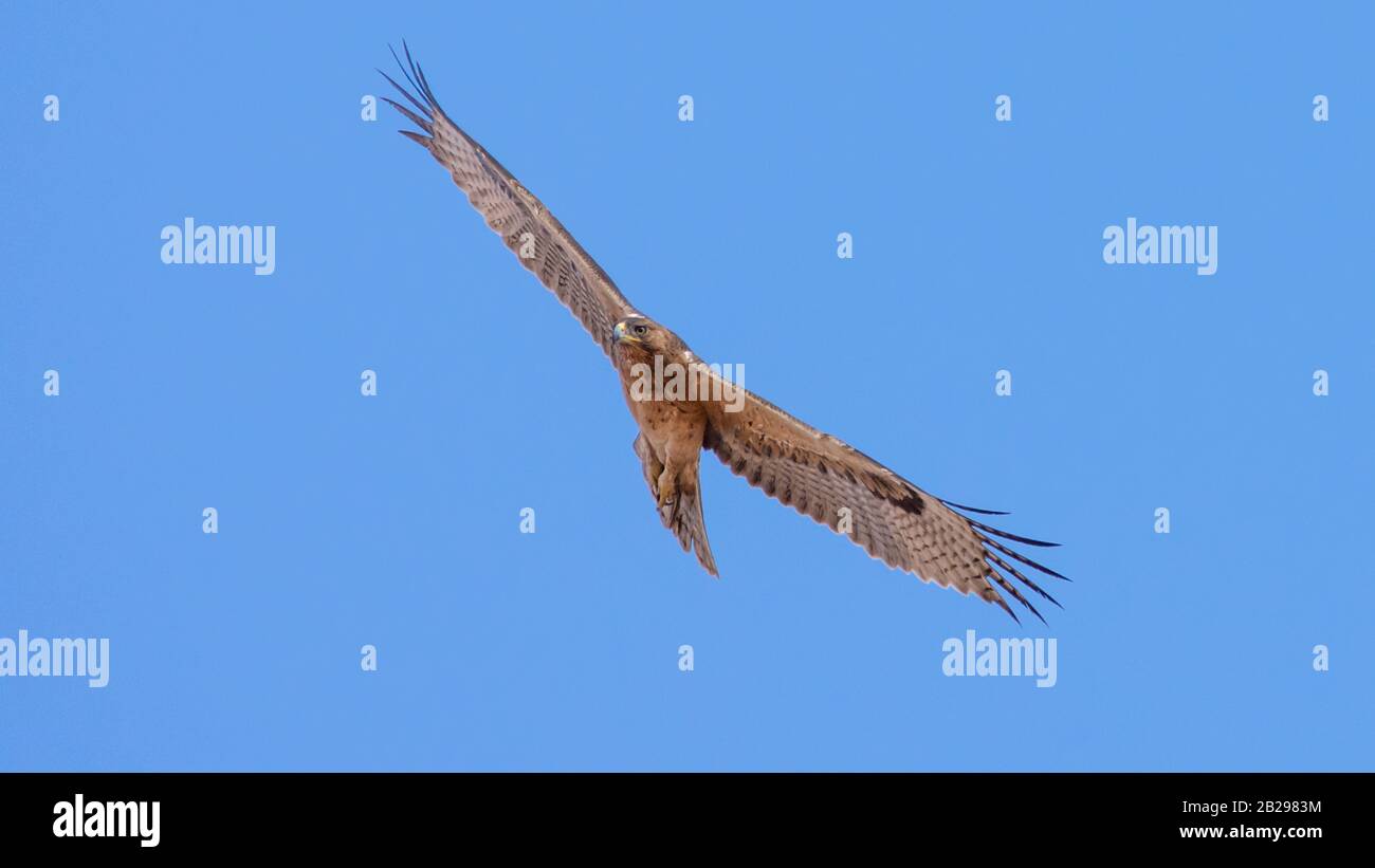 Bonellis Adler (Hieraaetus fasciautus) in sharm El-sheikh, Ägypten Stockfoto
