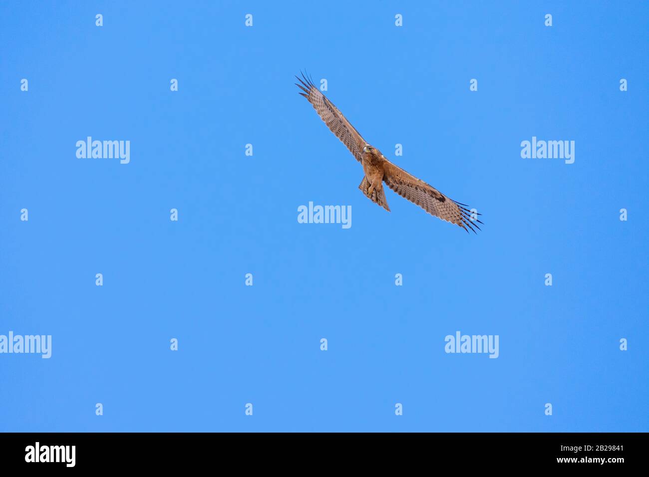 Bonellis Adler (Hieraaetus fasciautus) in sharm El-sheikh, Ägypten Stockfoto