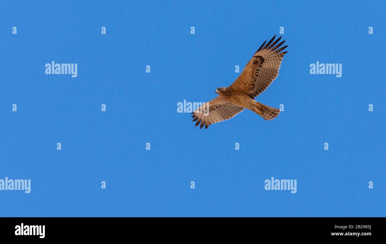 Bonellis Adler (Hieraaetus fasciautus) in sharm El-sheikh, Ägypten Stockfoto