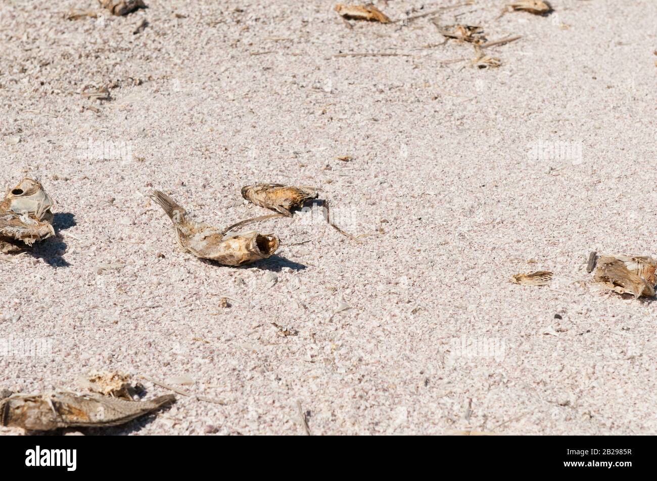 Einst ein Resort Lake Projekt Mitte des Jahrhunderts, jetzt Umweltkatastrophe Salton Sea in Kalifornien mit Algen, toten Fischen und Drifts von verfallenen Fischknochen Stockfoto