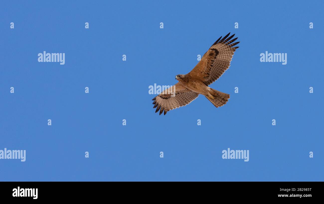 Bonellis Adler (Hieraaetus fasciautus) in sharm El-sheikh, Ägypten Stockfoto