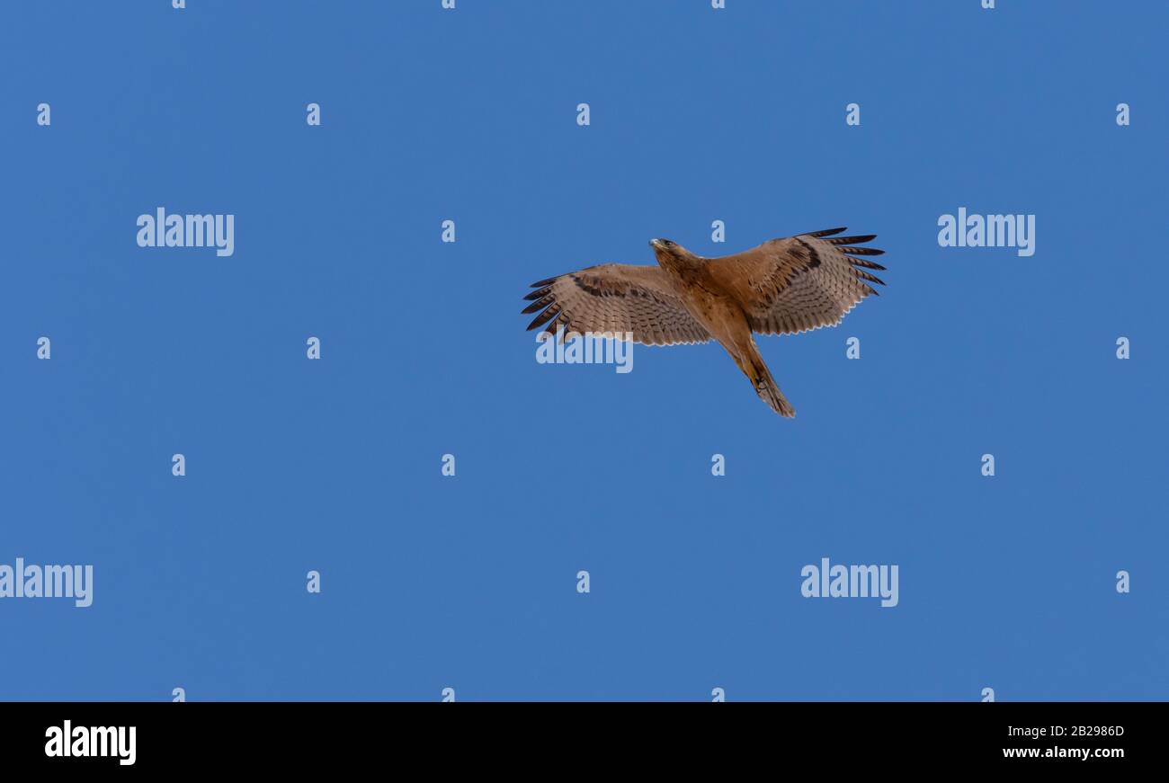 Bonellis Adler (Hieraaetus fasciautus) in sharm El-sheikh, Ägypten Stockfoto