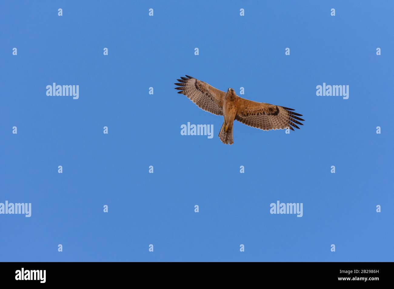 Bonellis Adler (Hieraaetus fasciautus) in sharm El-sheikh, Ägypten Stockfoto