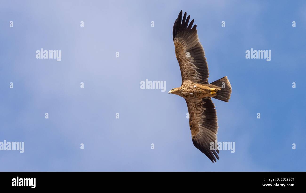 Östlicher Kaiseradler, Aquila heliaca Stockfoto