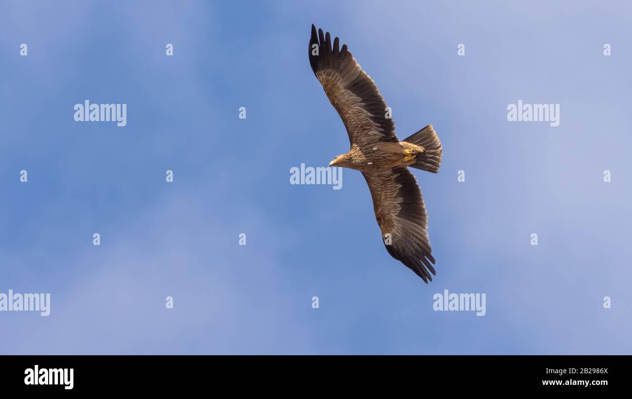 Östlicher Kaiseradler, Aquila heliaca Stockfoto