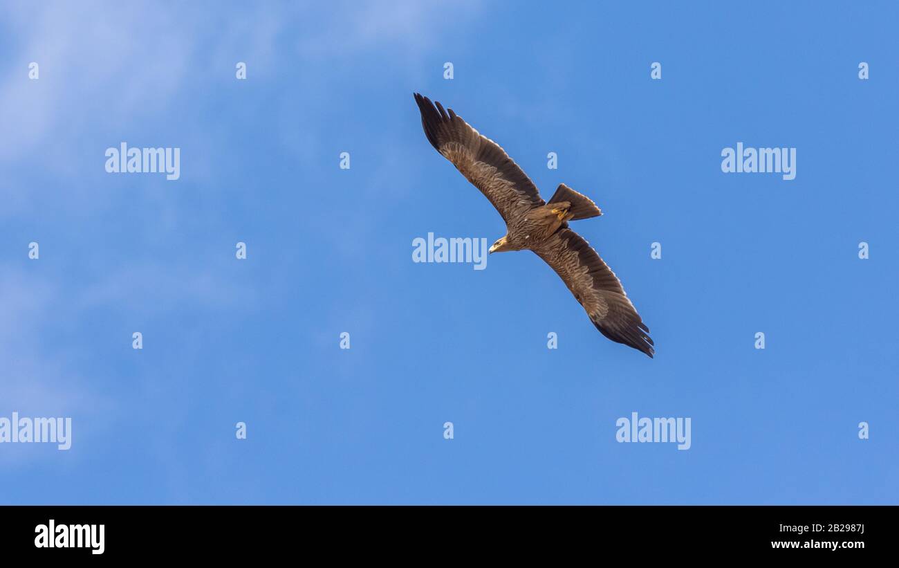 Östlicher Kaiseradler, Aquila heliaca Stockfoto