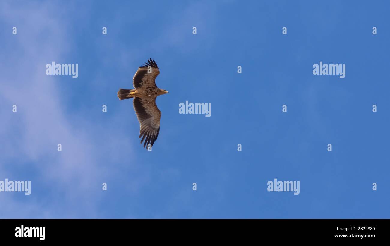 Östlicher Kaiseradler, Aquila heliaca Stockfoto