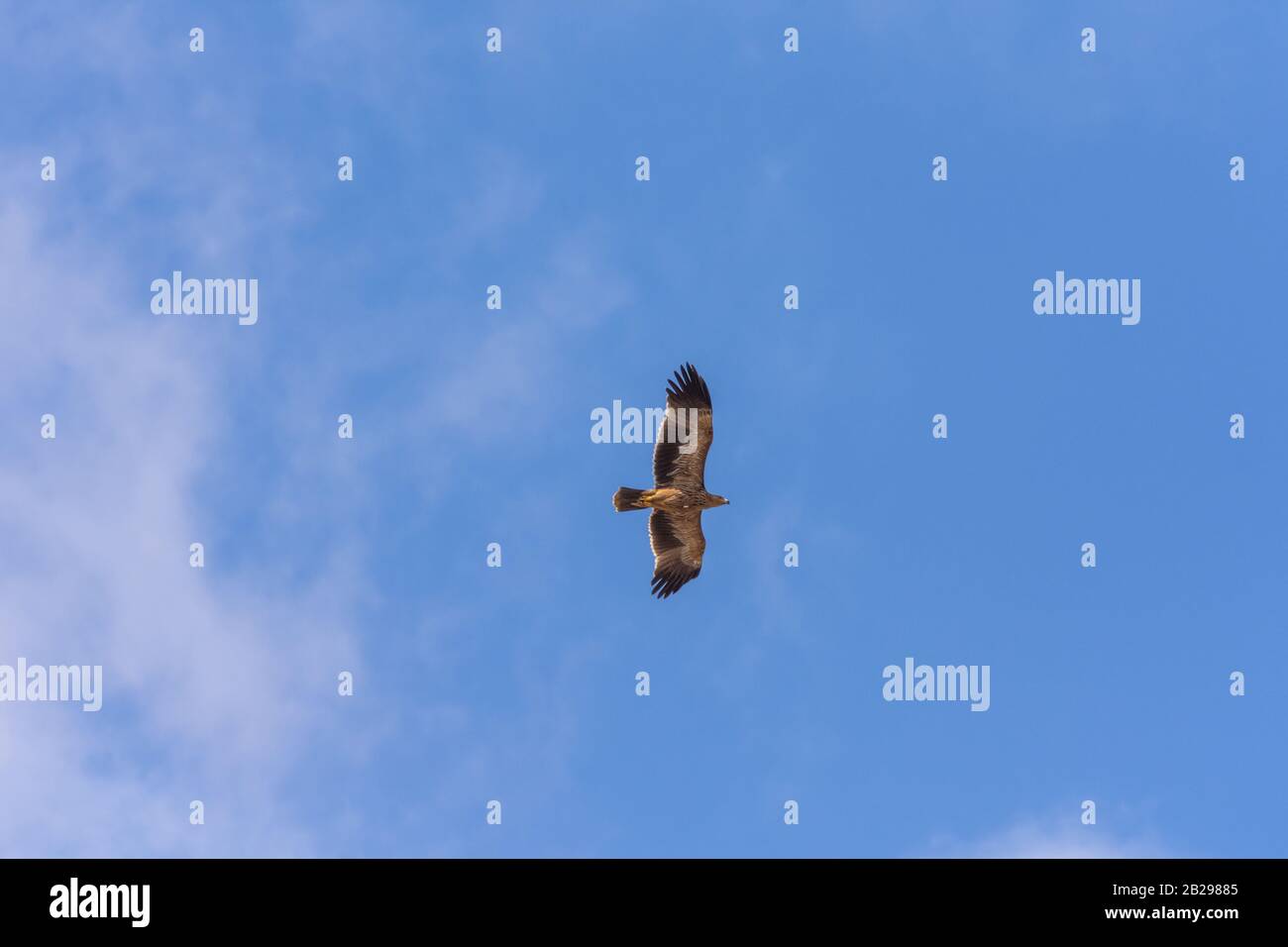 Östlicher Kaiseradler, Aquila heliaca Stockfoto