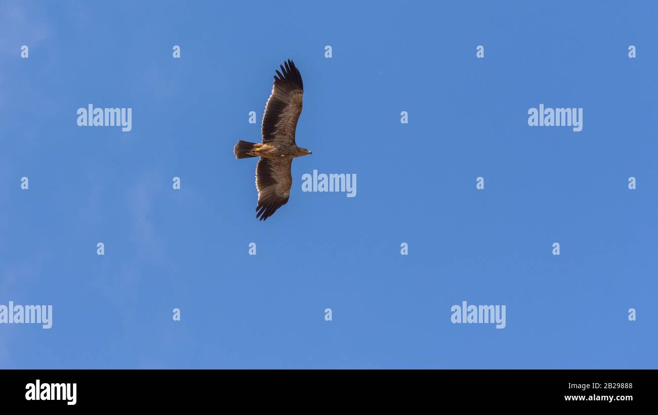 Östlicher Kaiseradler, Aquila heliaca Stockfoto