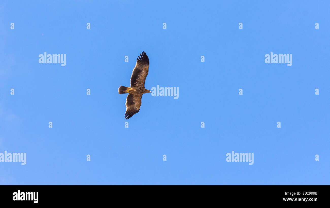 Östlicher Kaiseradler, Aquila heliaca Stockfoto