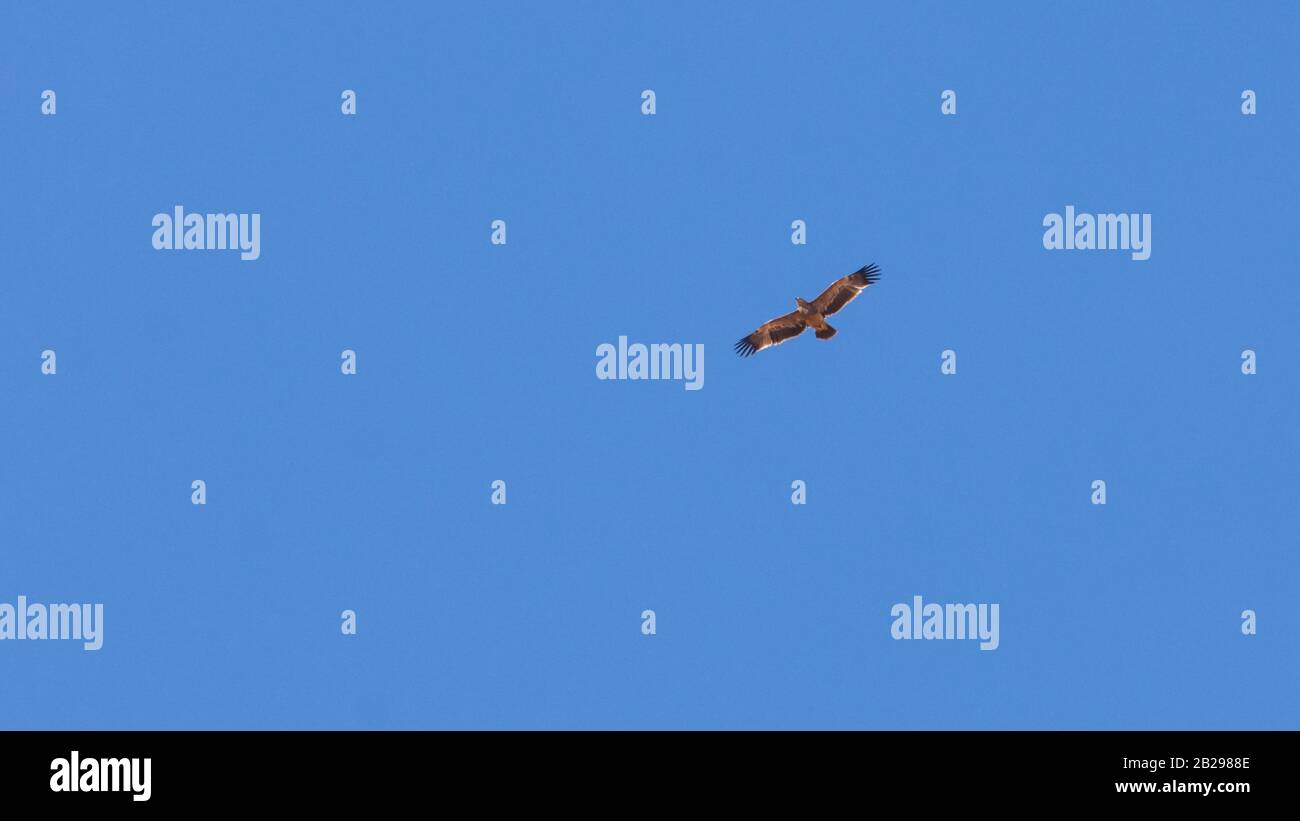 Östlicher Kaiseradler, Aquila heliaca Stockfoto