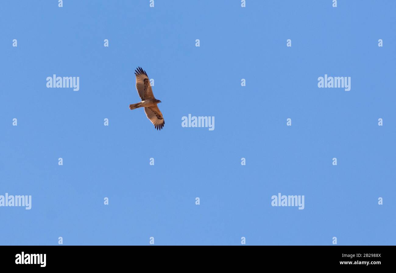 Bonellis Adler (Hieraaetus fasciautus) in sharm El-sheikh, Ägypten Stockfoto