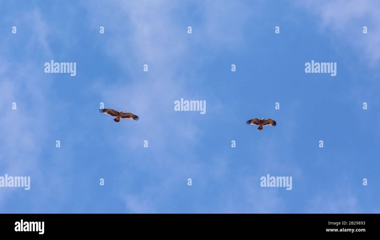 Östlicher Kaiseradler, Aquila heliaca Stockfoto