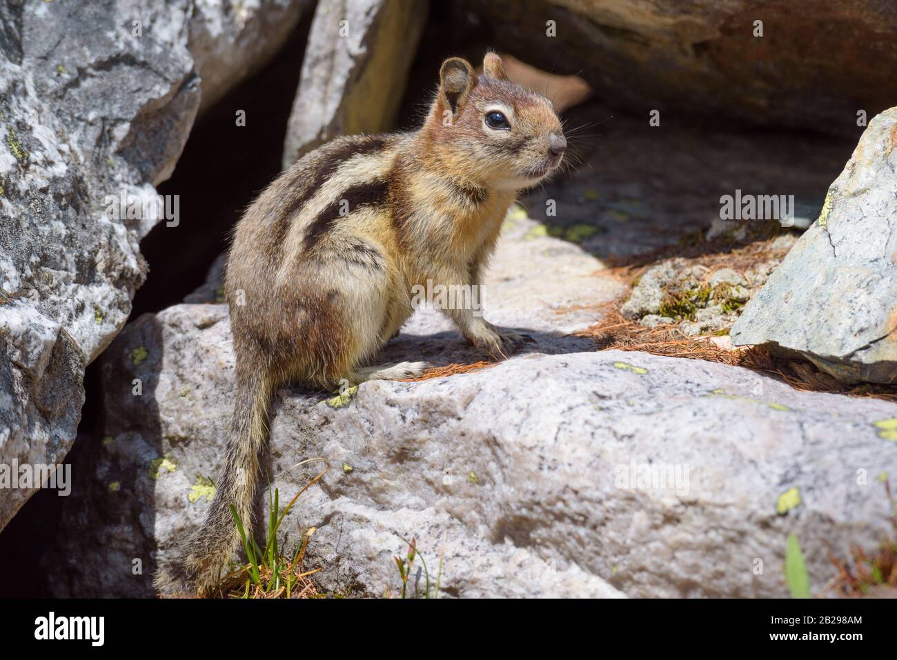 Eichhörnchen auf einem Felsen Stockfoto