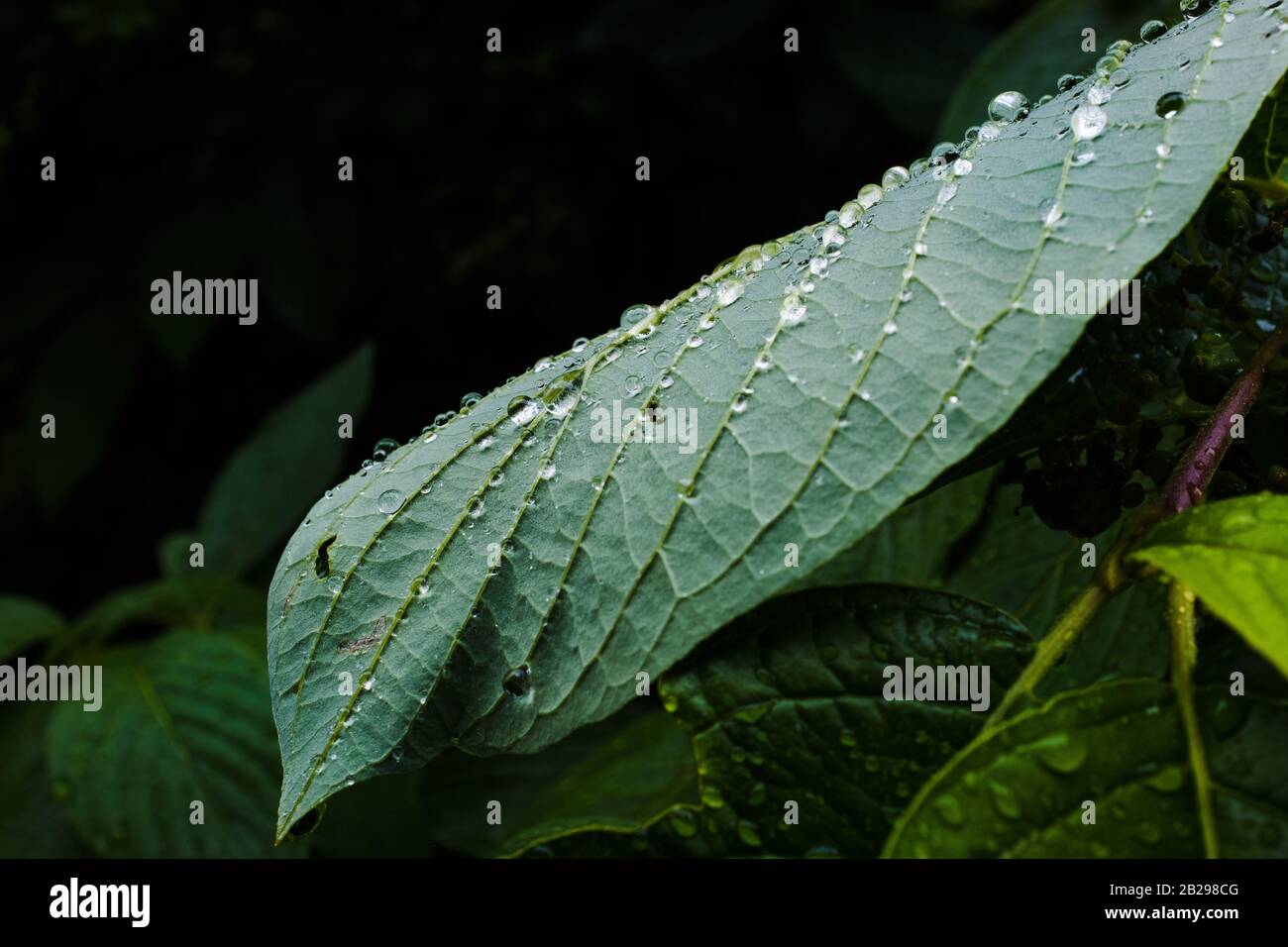 nasse Blätter Stockfoto