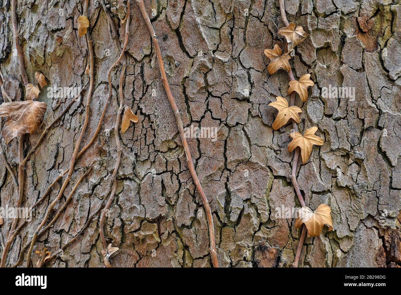 Raue Baumrinde mit braun getrockneten Rebblättern Hintergrund Stockfoto