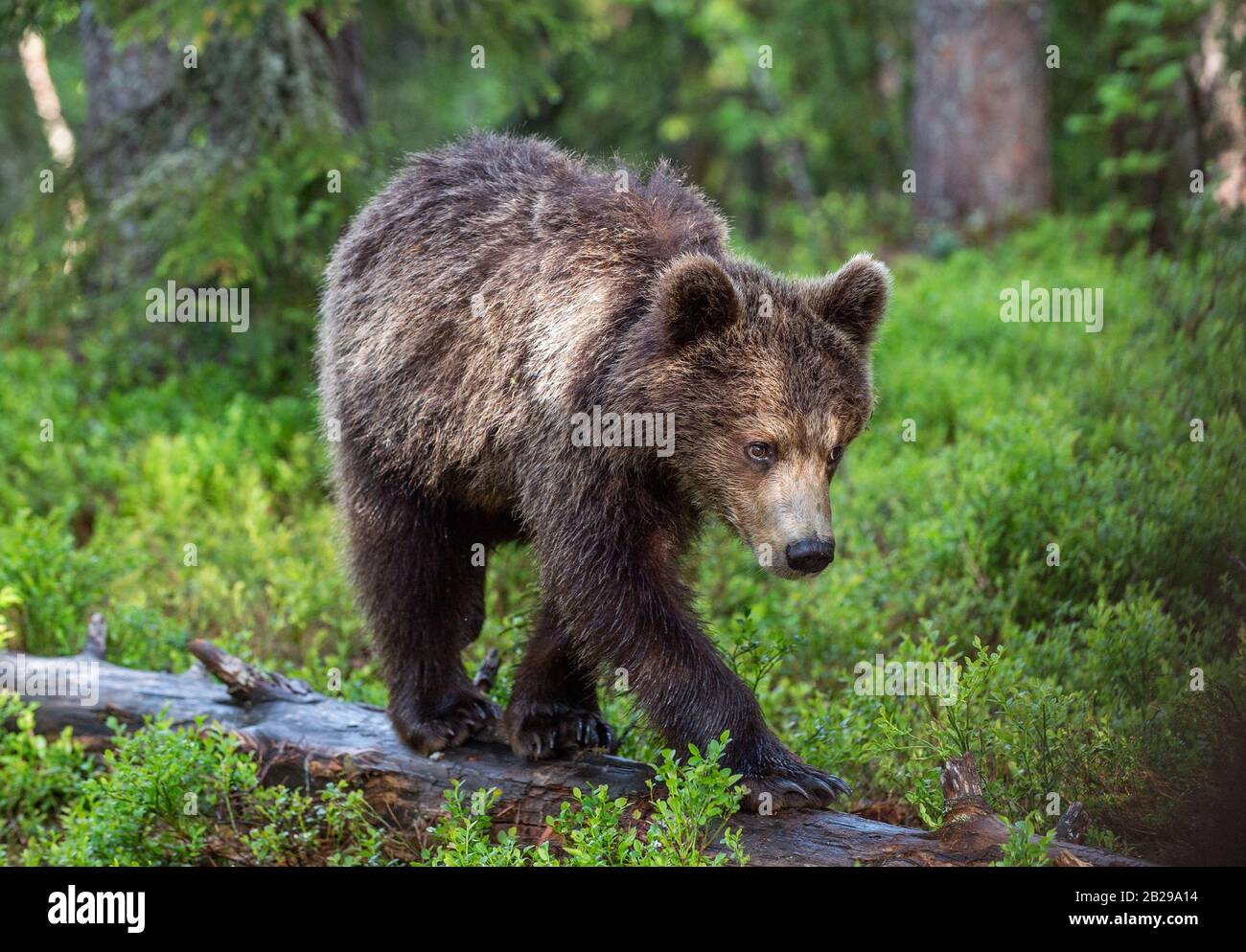 Cub of Brown Bear im Sommerwald. Grüner natürlicher Hintergrund. Natürlicher Lebensraum. Wissenschaftlicher Name: Ursus arctos. Stockfoto