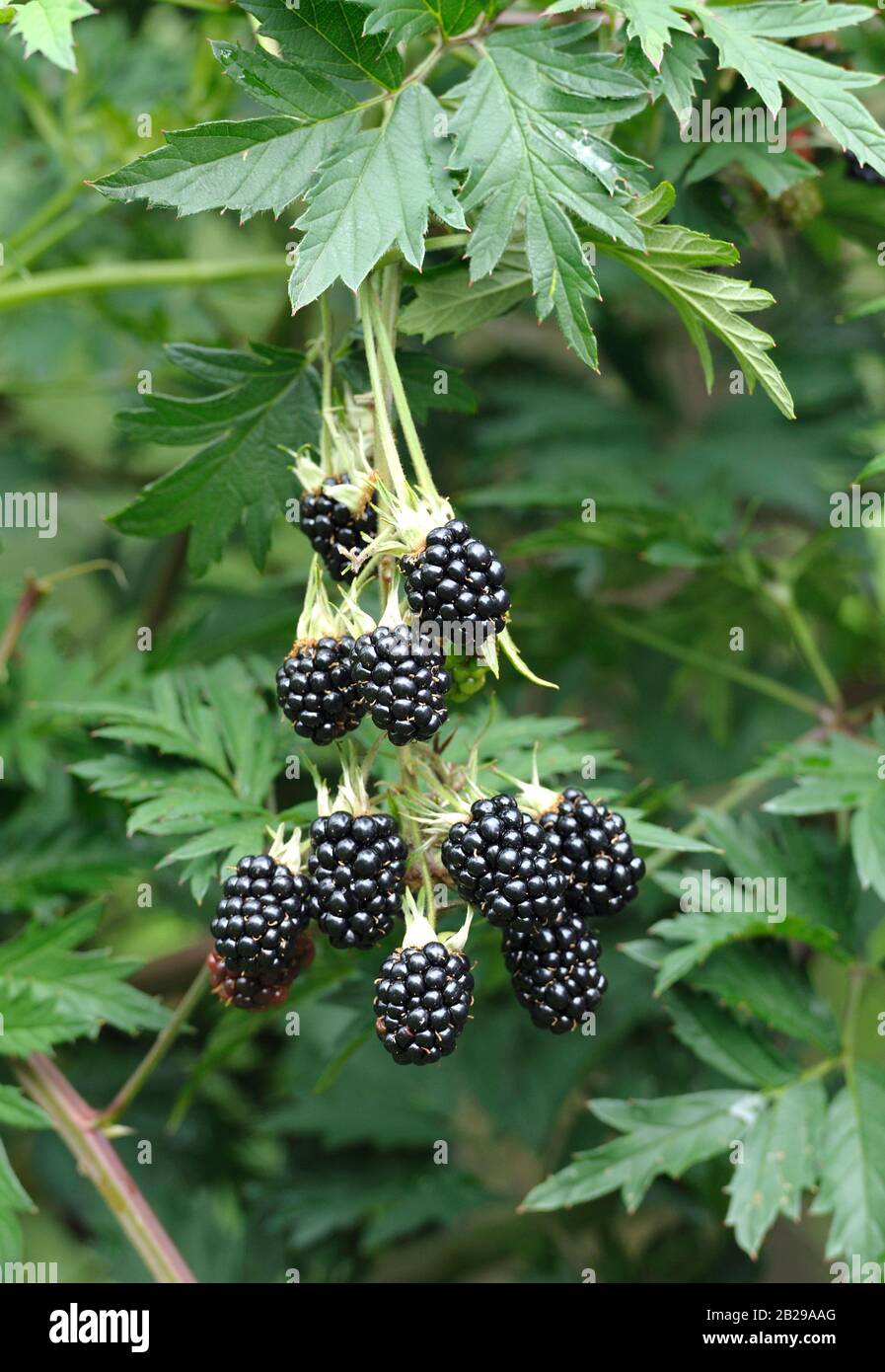 Stachellose Brombeere (Rubus fruticosus 'Stachellosen Evergreen') Stockfoto