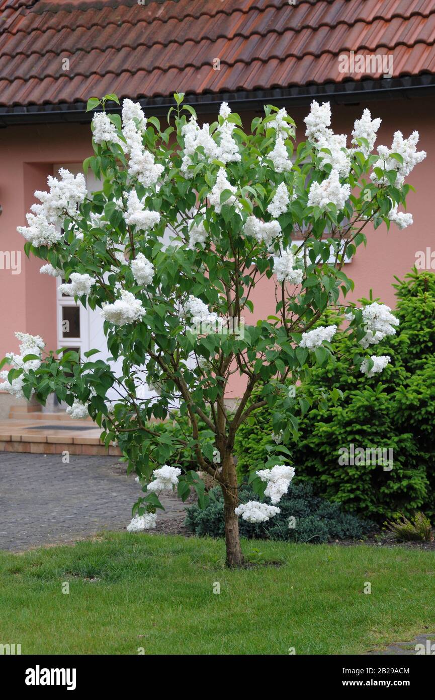 Edel-Flieder (Syringa vulgaris 'Mme Lemoine') Stockfoto